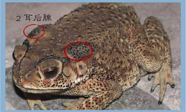 2025年亳州蟾酥价格会涨还是跌？-图1