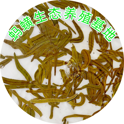 安徽水蛭养殖技术基地-图3 安徽水蛭养殖技术基地-图3