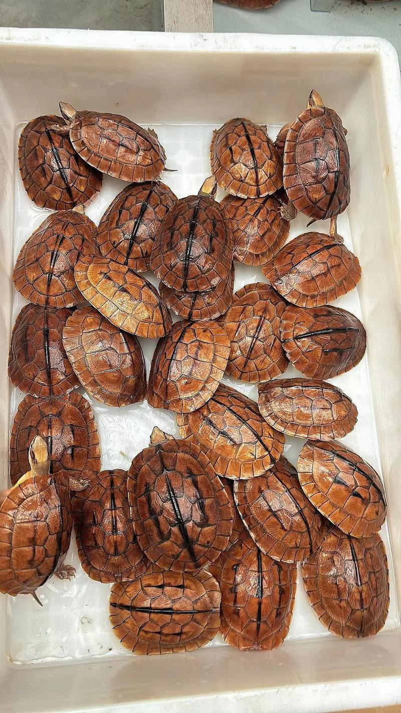 金钱龟品种价格差异有多大?-图1 金钱龟品种价格差异有多大?-图1