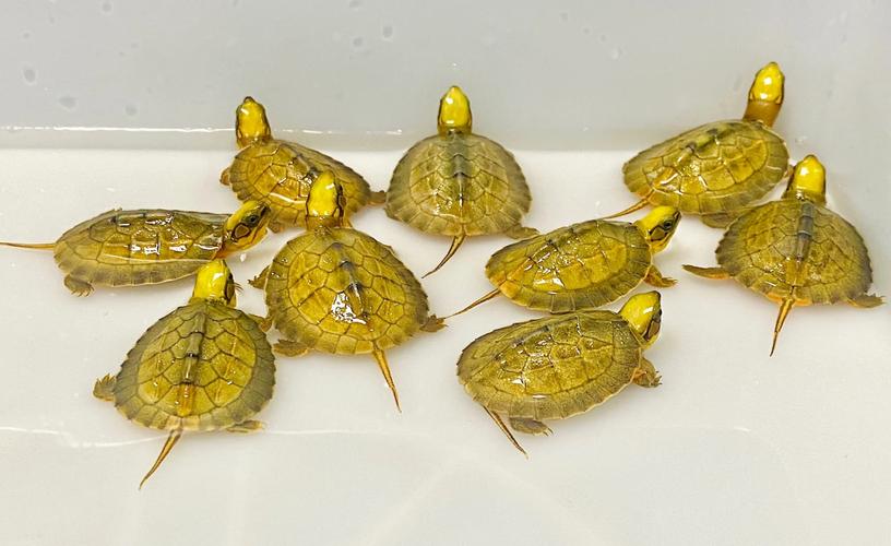 金钱龟品种价格差异有多大?-图2 金钱龟品种价格差异有多大?-图2