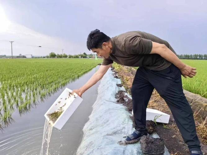稻田养虾选什么水稻品种好？-图1
