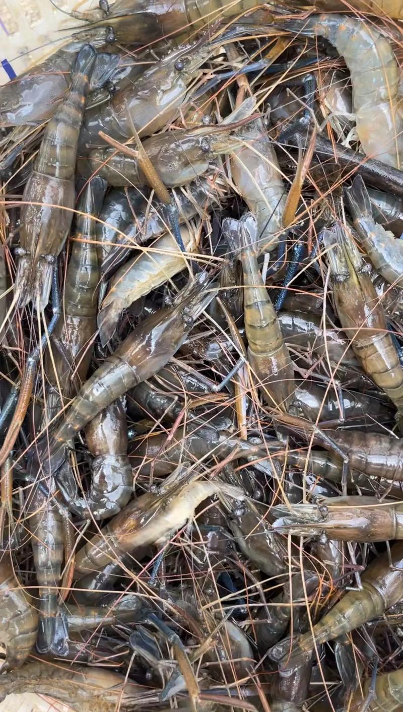 稻田养虾选什么水稻品种好？-图2