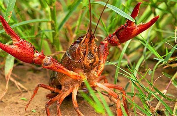 稻田养虾选什么水稻品种好？-图3