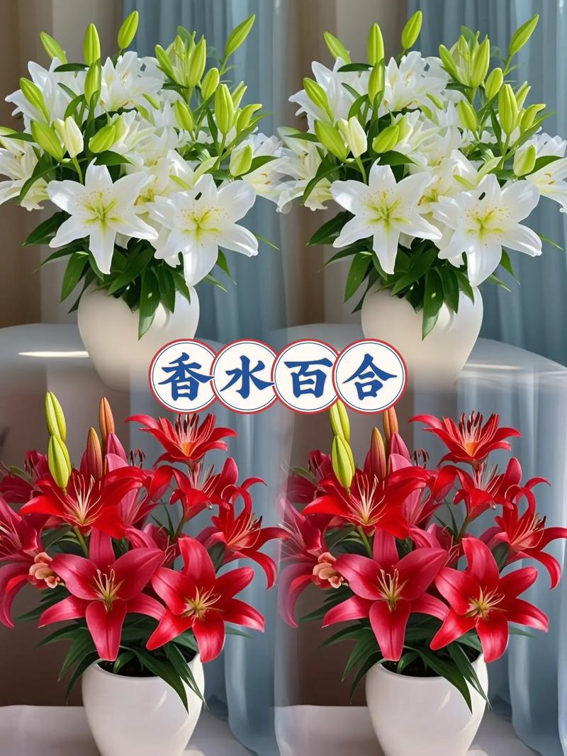 香水百合哪个品种最香？-图2