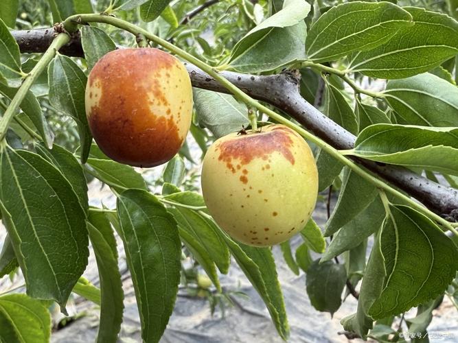 枣树如何实现早期高产种植?-图2 枣树如何实现早期高产种植?-图2