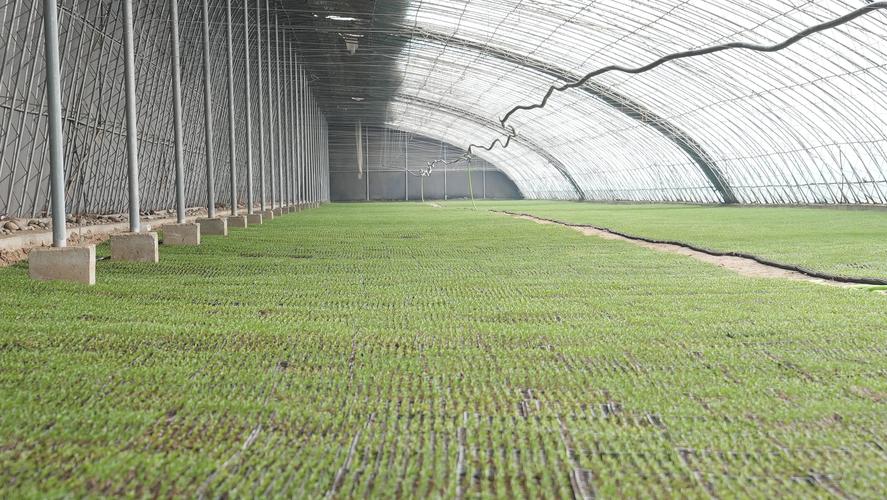 大棚辣椒育苗技术视频，如何掌握关键要点？-图1