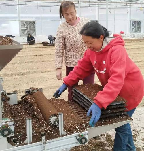 大棚辣椒育苗技术视频，如何掌握关键要点？-图2