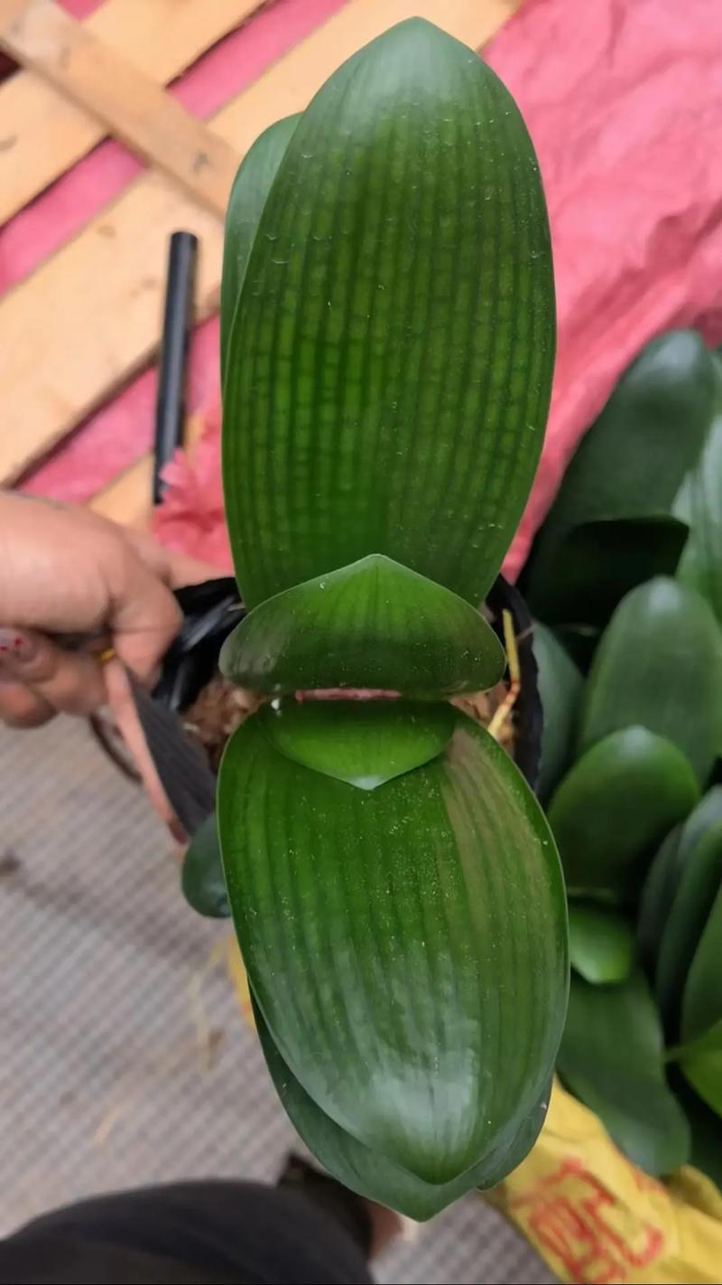 元宝君子兰是优质品种吗？-图1