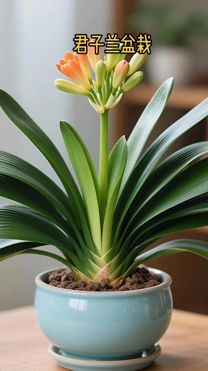 元宝君子兰是优质品种吗？-图2