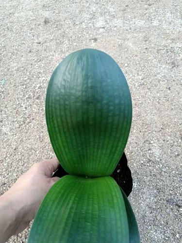 元宝君子兰是优质品种吗？-图3