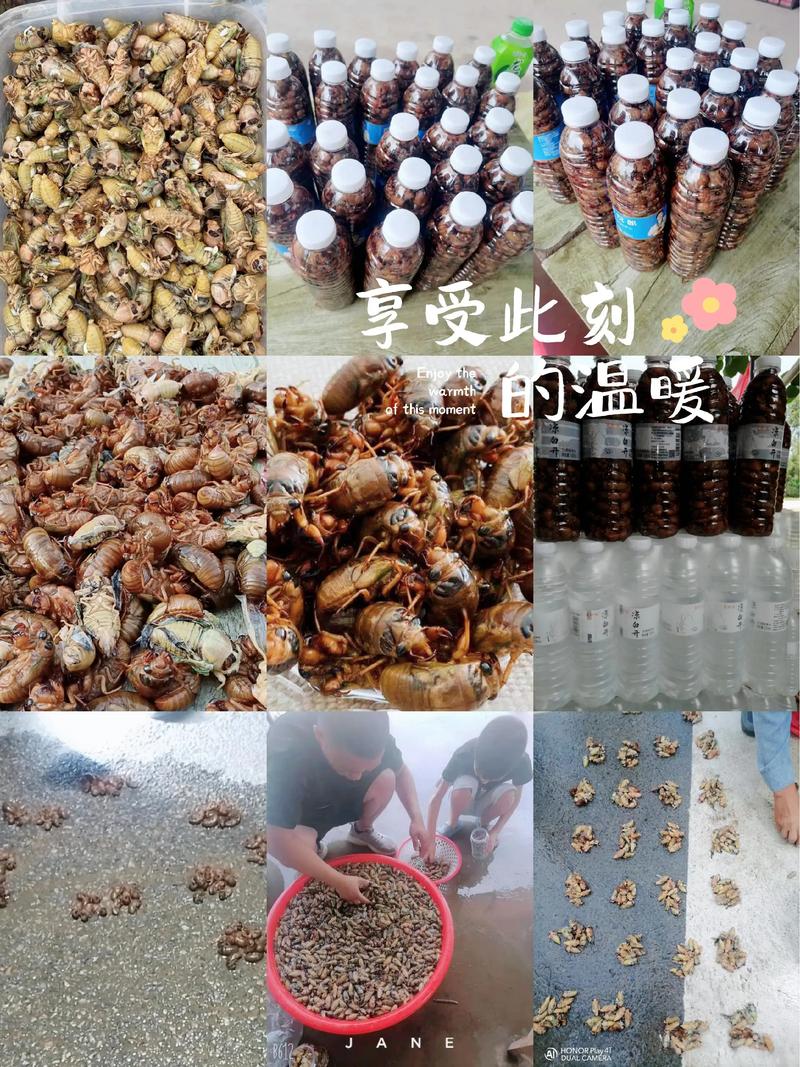 菏泽2025金蝉价格会涨还是跌？-图1