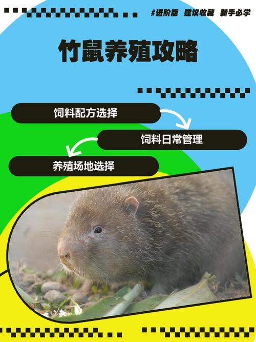 哪种品种的竹鼠最贵?-图1 哪种品种的竹鼠最贵?-图1