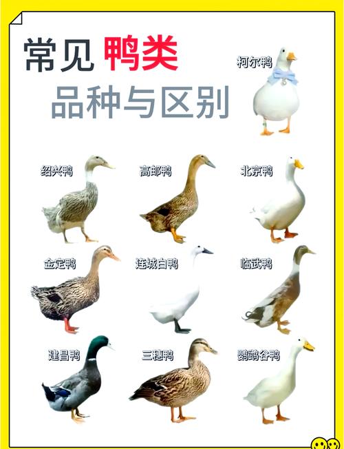 珍禽养殖品种知多少?-图2 珍禽养殖品种知多少?-图2