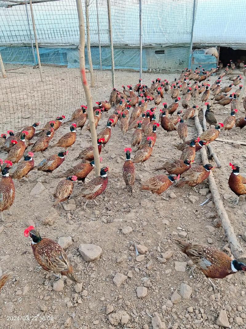 珍禽养殖品种知多少?-图3 珍禽养殖品种知多少?-图3