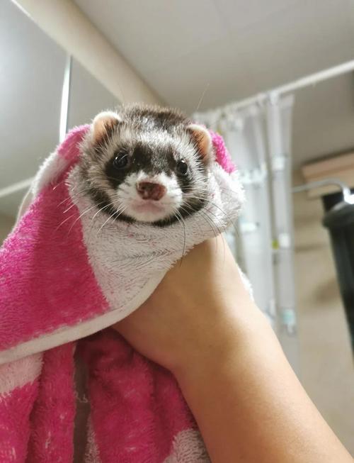 哪些貂品种最好饲养？-图3