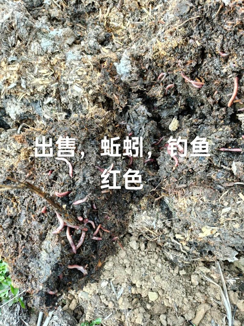 深圳2025年蚯蚓价格会涨还是跌?-图2 深圳2025年蚯蚓价格会涨还是跌?-图2