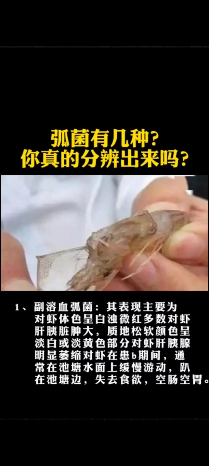 南美对虾养殖技术是骗局吗？-图2