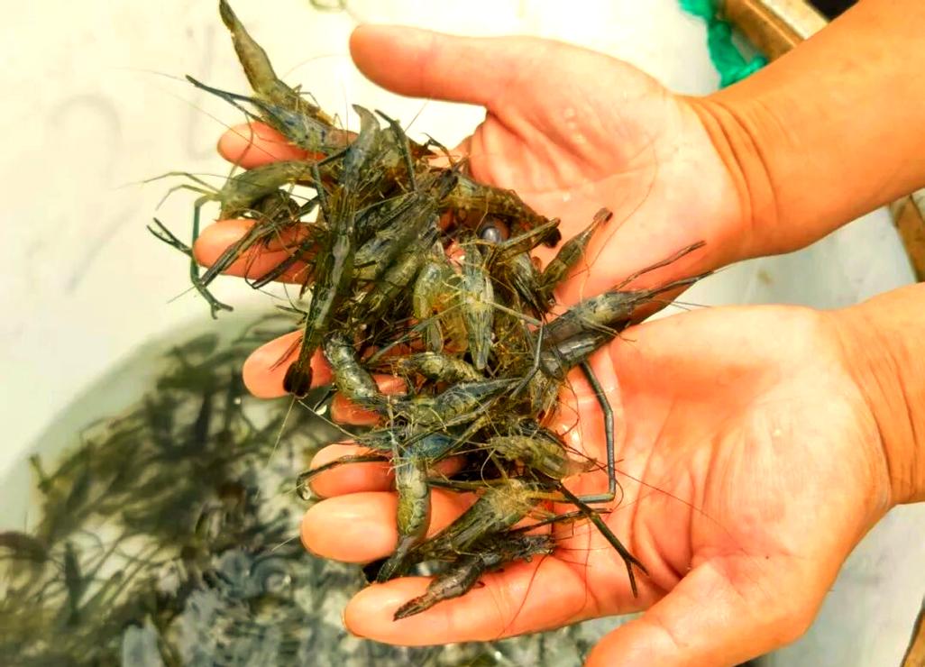 青虾养殖技术视频,关键要点有哪些?-图1 青虾养殖技术视频,关键要点有哪些?-图1