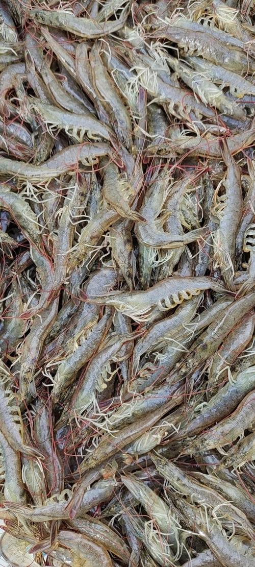 青虾养殖技术视频,关键要点有哪些?-图2 青虾养殖技术视频,关键要点有哪些?-图2