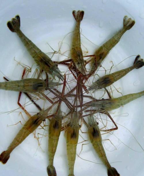 青虾养殖技术视频,关键要点有哪些?-图3 青虾养殖技术视频,关键要点有哪些?-图3