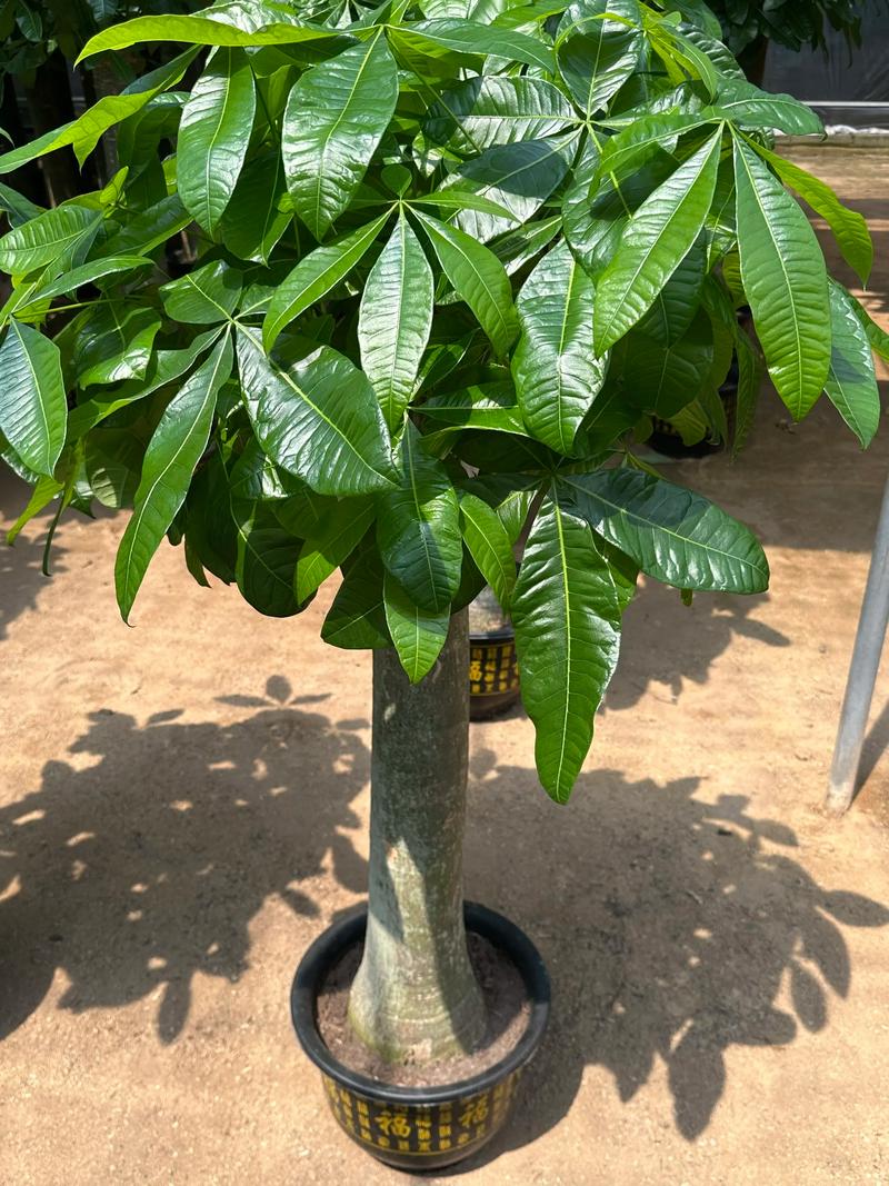 发财树常见品种有哪些?-图1 发财树常见品种有哪些?-图1