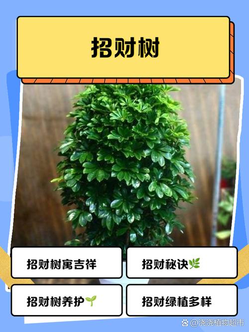 发财树常见品种有哪些?-图2 发财树常见品种有哪些?-图2