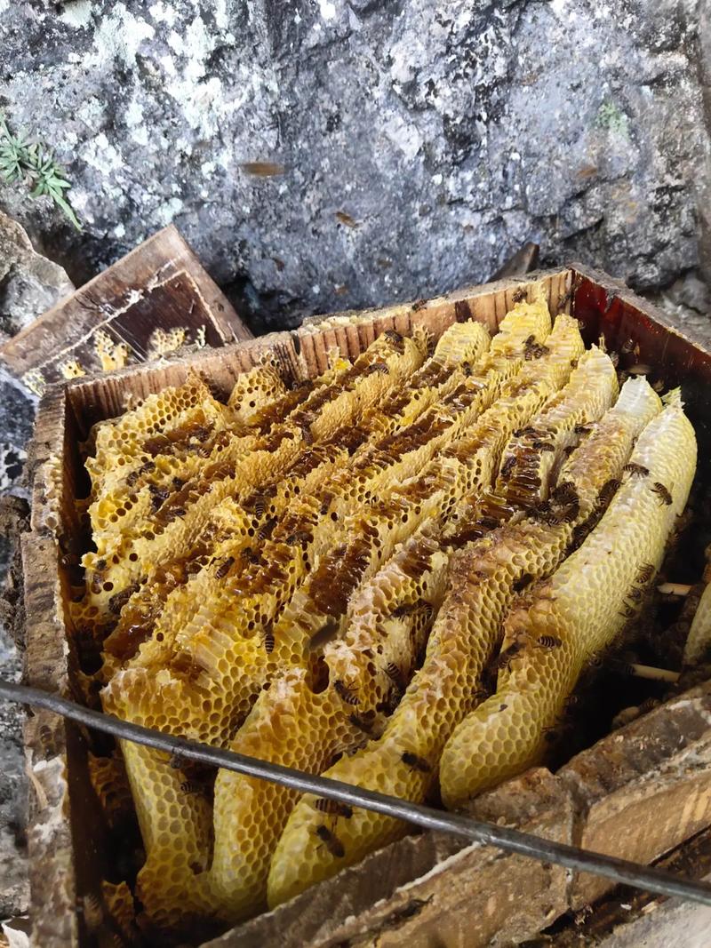 蜜蜂圆桶养殖技术视频,怎么操作才高效?-图2 蜜蜂圆桶养殖技术视频,怎么操作才高效?-图2