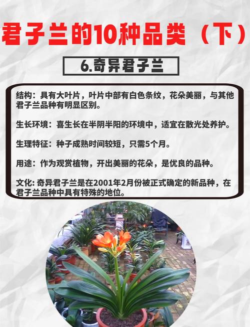 君子兰立板品种哪个好?-图3 君子兰立板品种哪个好?-图3