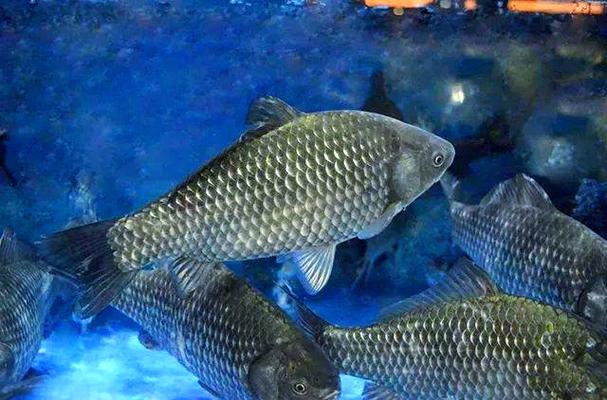 鲫鱼流水养殖技术视频,关键步骤有哪些?-图2 鲫鱼流水养殖技术视频,关键步骤有哪些?-图2