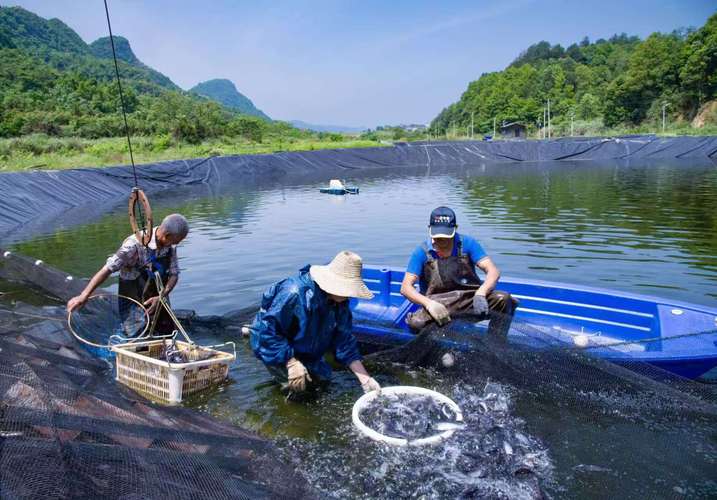 鲫鱼流水养殖技术视频,关键步骤有哪些?-图3 鲫鱼流水养殖技术视频,关键步骤有哪些?-图3