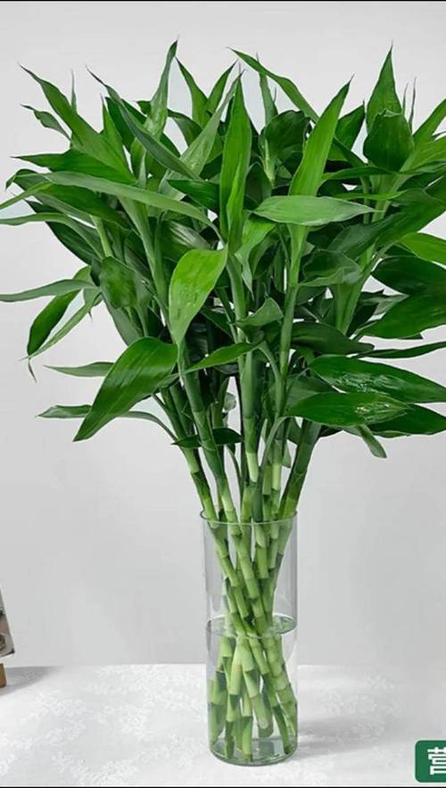 哪种富贵竹品种最好?-图1 哪种富贵竹品种最好?-图1