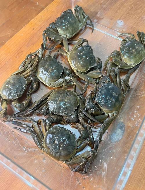 吉林螃蟹养殖技术大全-图1 吉林螃蟹养殖技术大全-图1