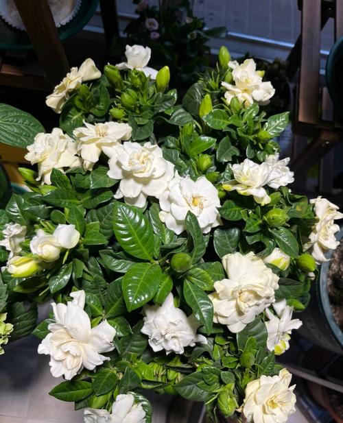 栀子花哪个品种颜值最高?-图1 栀子花哪个品种颜值最高?-图1