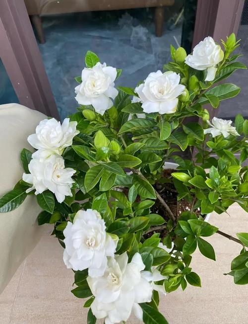 栀子花哪个品种颜值最高?-图2 栀子花哪个品种颜值最高?-图2