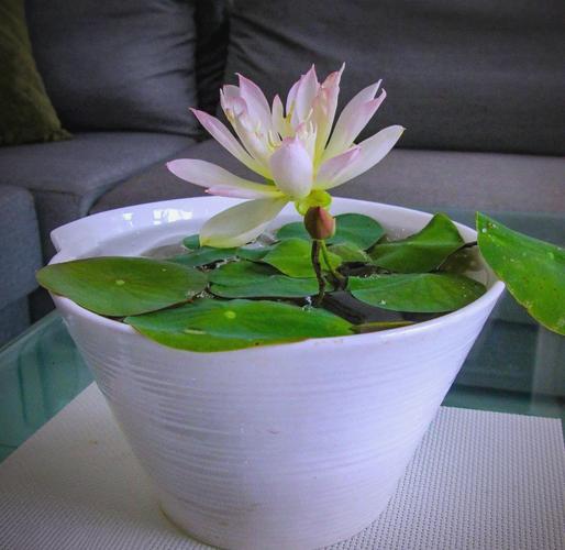 碗莲品种有哪些?附图片看看?-图1 碗莲品种有哪些?附图片看看?-图1