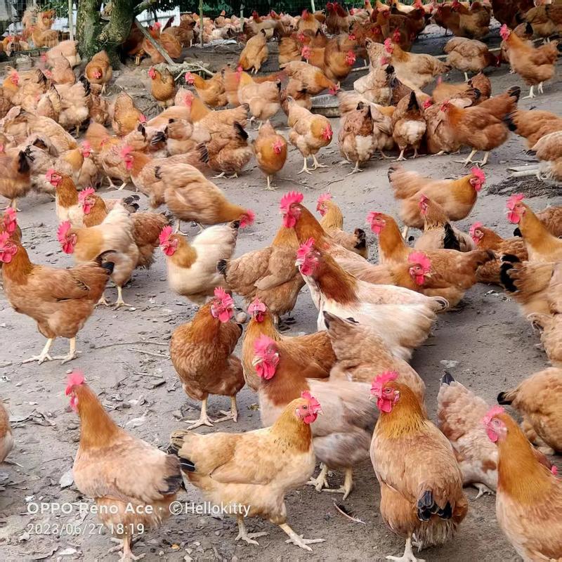 最好养的鸡品种是哪个?-图1 最好养的鸡品种是哪个?-图1