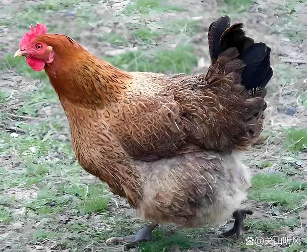 最好养的鸡品种是哪个?-图2 最好养的鸡品种是哪个?-图2