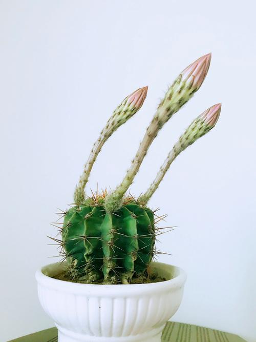 仙人球有哪些品种？附图片吗？-图2