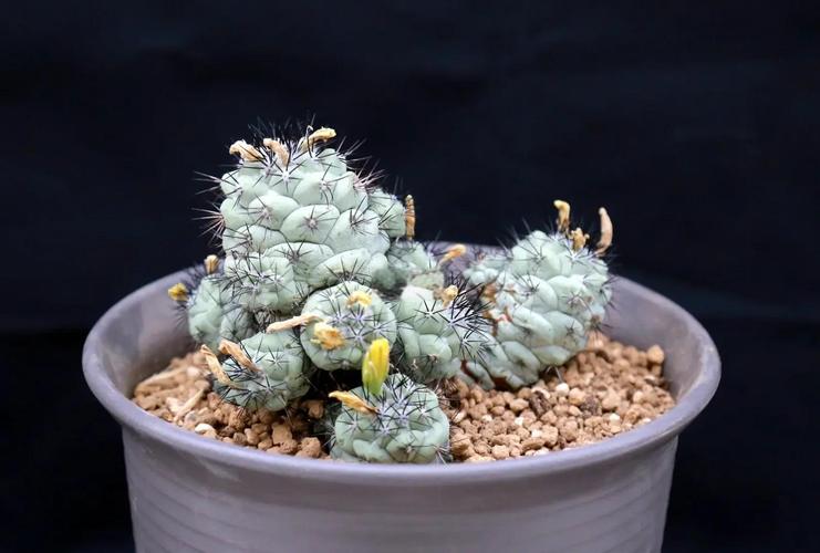 仙人球有哪些品种？附图片吗？-图1