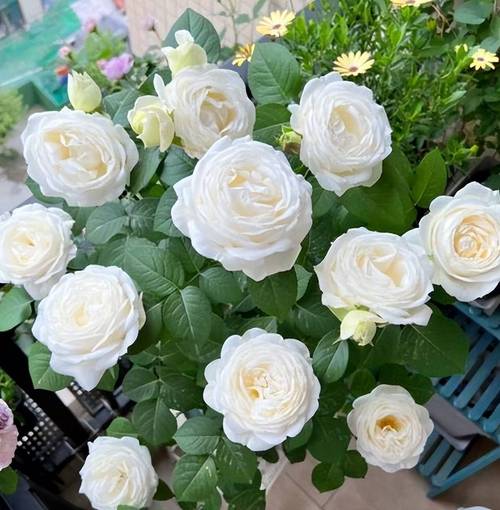 纯白色月季品种有哪些？-图2