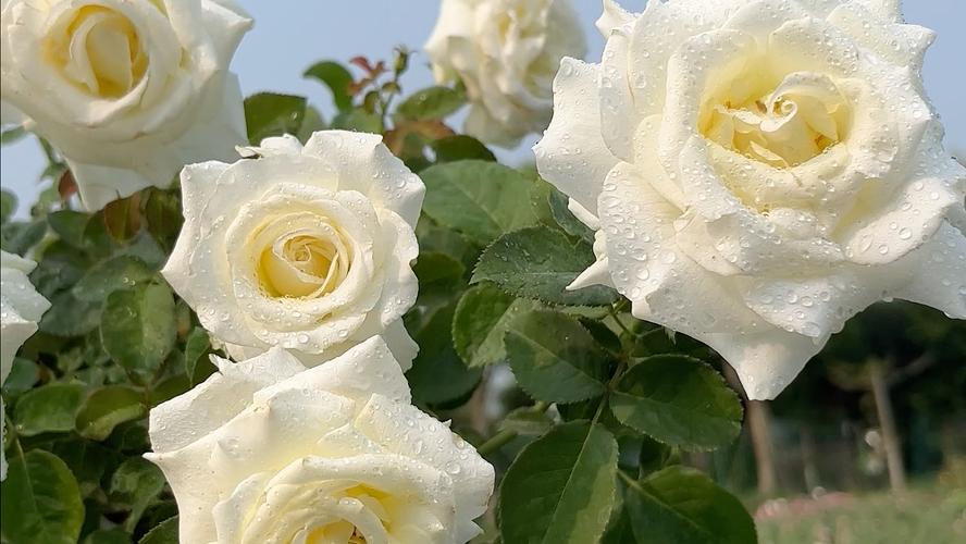 纯白色月季品种有哪些？-图3