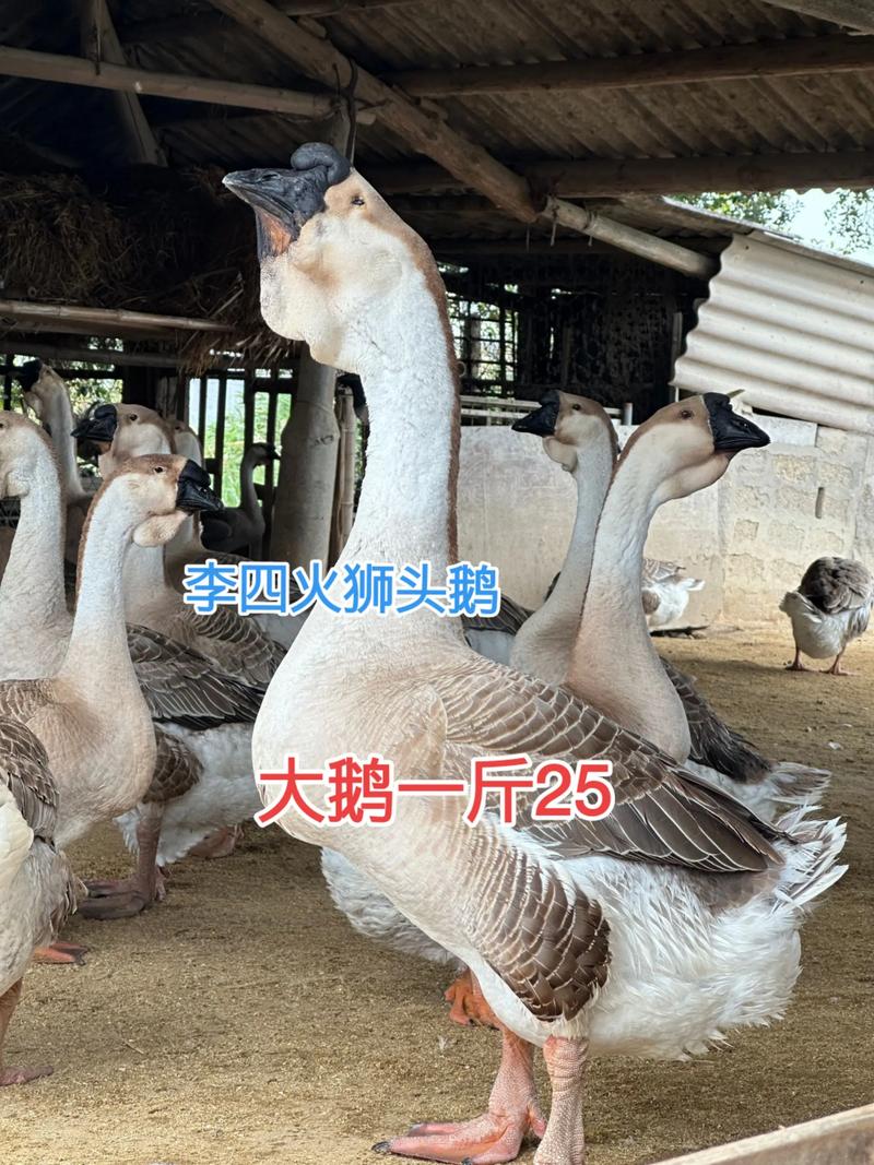 什么品种鹅好养又赚钱?-图2 什么品种鹅好养又赚钱?-图2