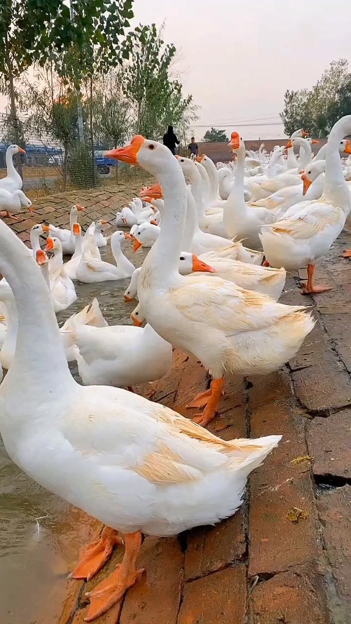 什么品种鹅好养又赚钱?-图3 什么品种鹅好养又赚钱?-图3