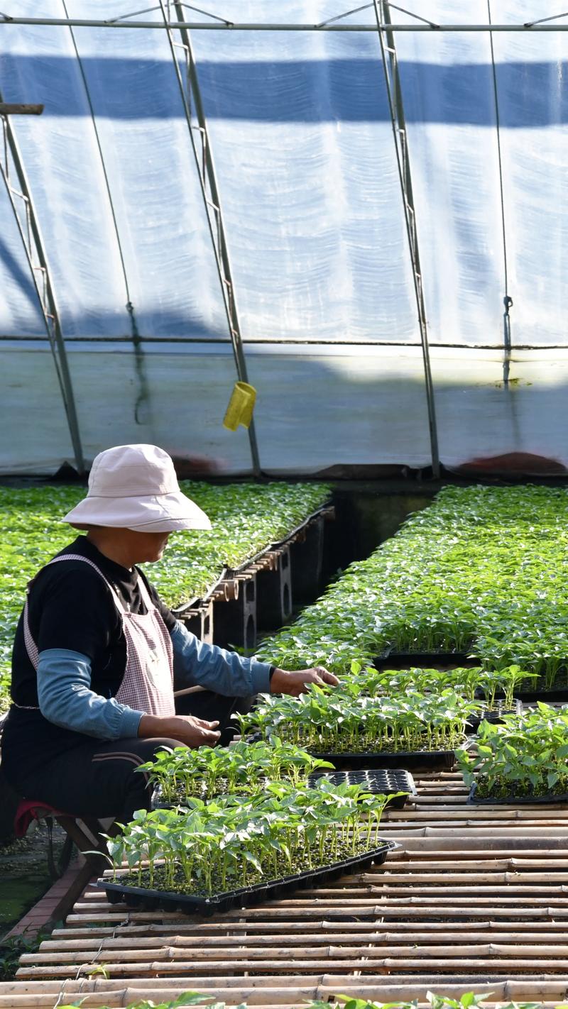 辣椒种植全套技术视频-图2 辣椒种植全套技术视频-图2