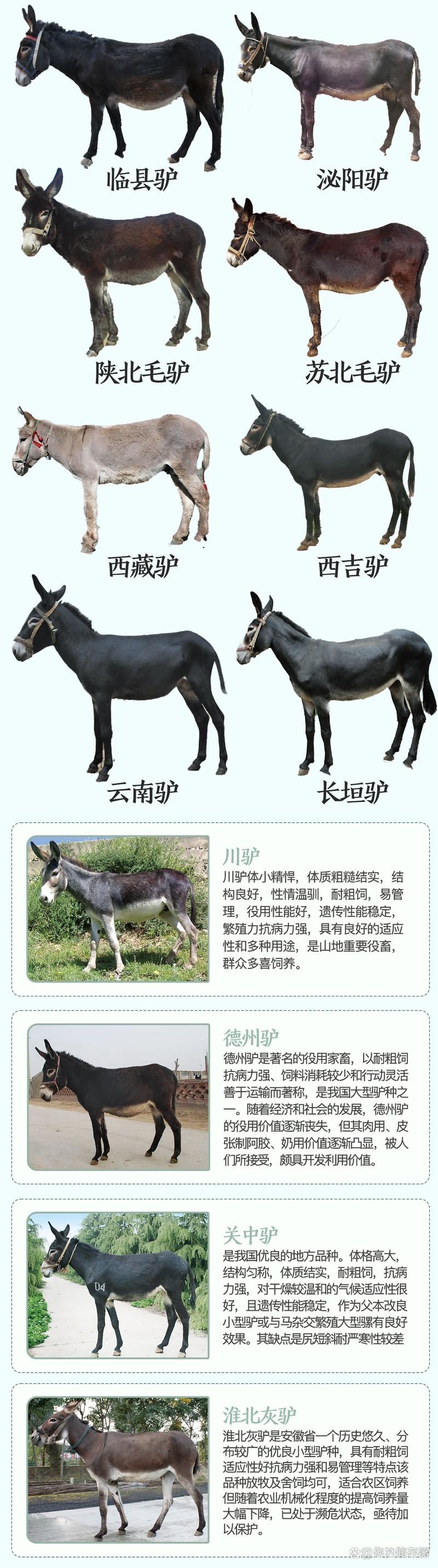 养驴选什么品种最赚钱?-图1 养驴选什么品种最赚钱?-图1
