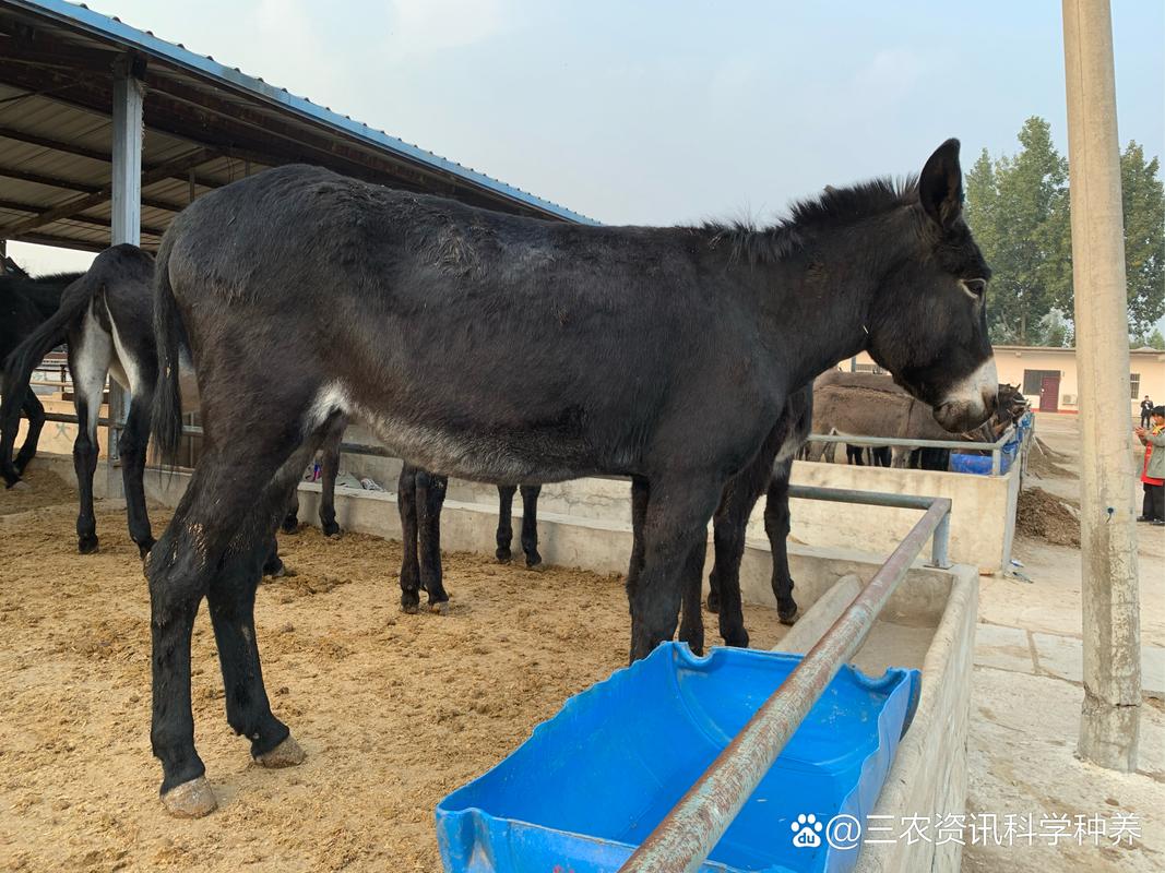 养驴选什么品种最赚钱?-图2 养驴选什么品种最赚钱?-图2