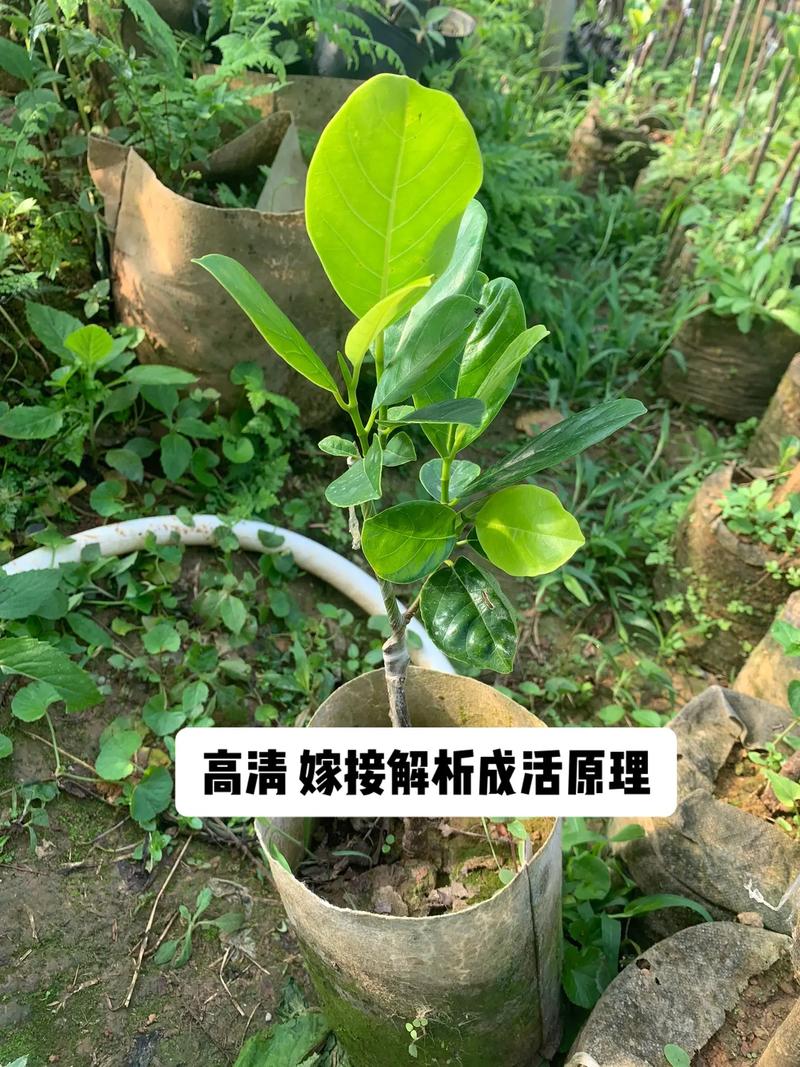 柚子嫁接栽培管理技术要点有哪些?-图1 柚子嫁接栽培管理技术要点有哪些?-图1