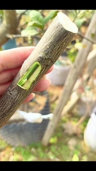 柚子嫁接栽培管理技术要点有哪些?-图2 柚子嫁接栽培管理技术要点有哪些?-图2