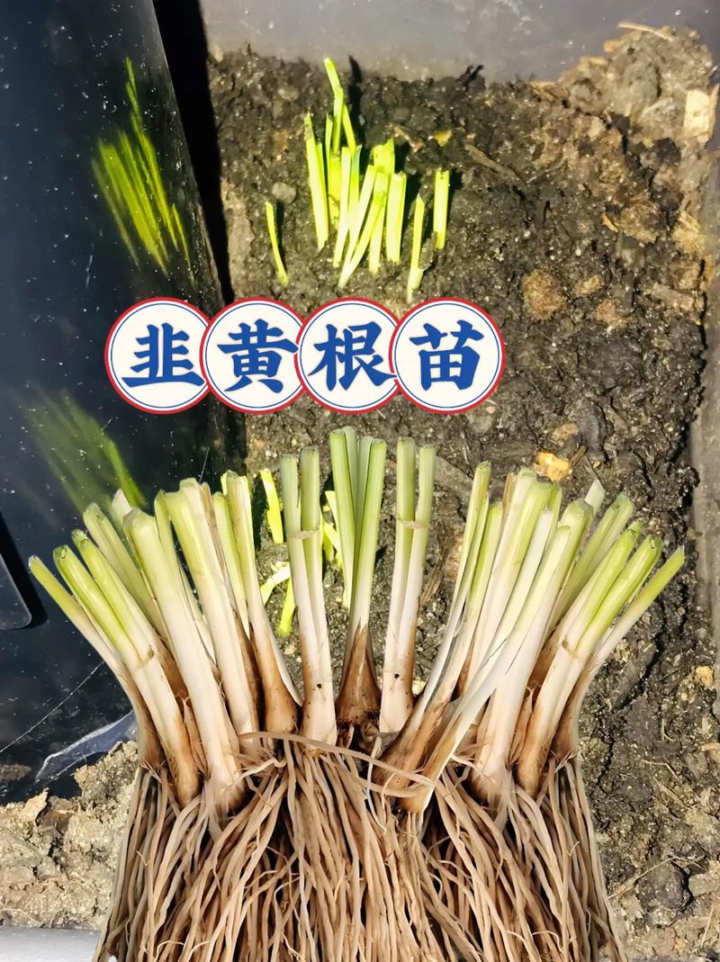 cctv韭黄栽培技术-图1 cctv韭黄栽培技术-图1