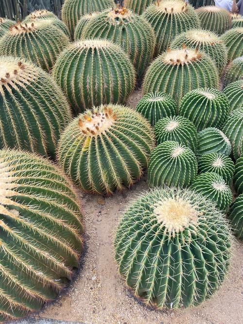 食用仙人掌有哪些品种-图2 食用仙人掌有哪些品种-图2